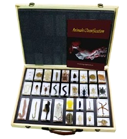 Animals Classification Specimen Set