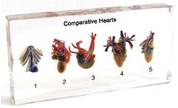 Comparative Hearts Specimen
