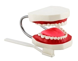 Dental Care Model (32 Teeth)