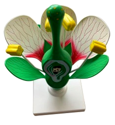 Typical Dicot Flower Model