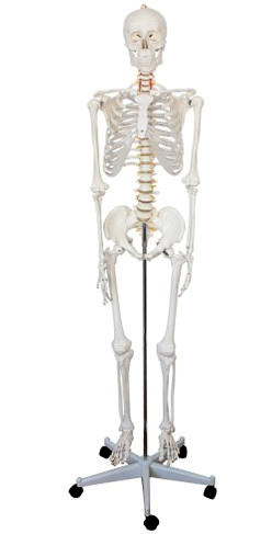 Human Skeleton Model 180cm
