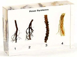 Specimens of Root Systems