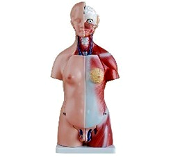 45CM Unisex Torso 23 Parts